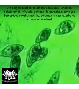 Az emberi testben található kórokozók